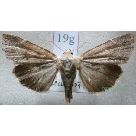 Cosmia affinis (Linnaeus, 1767) Czech19g
